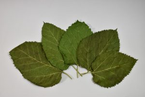 Natural Mulberry leaves