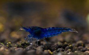 Aura Blue shrimp