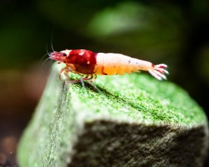 Red Pinto Shrimp( mixed pattern)