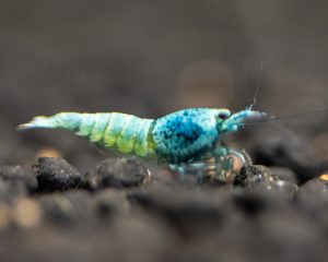 Blue Steel shrimp